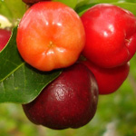 acerola