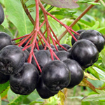 aronia