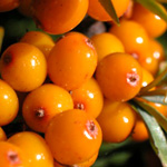 sea-buckthorn